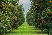 How to Grow Orange Trees Commercially: Complete Guide to Profitable Citrus Farming (2025)