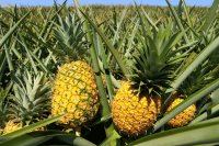 How to cultivate pineapple commercially: A complete guide for growers and exporters
