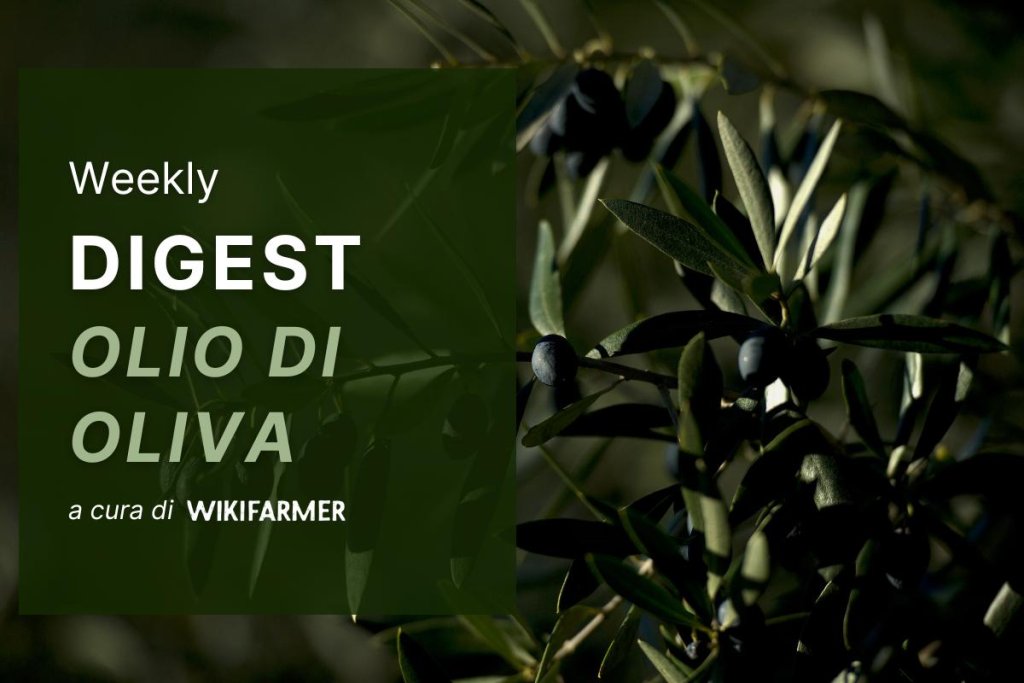 Prezzi dell'olio d'oliva e analisi di mercato - settimana 38/2025