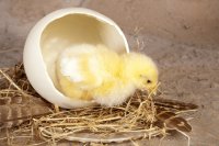 In ovo feeding in poultry: Natural boosters for growth, health & hatchability