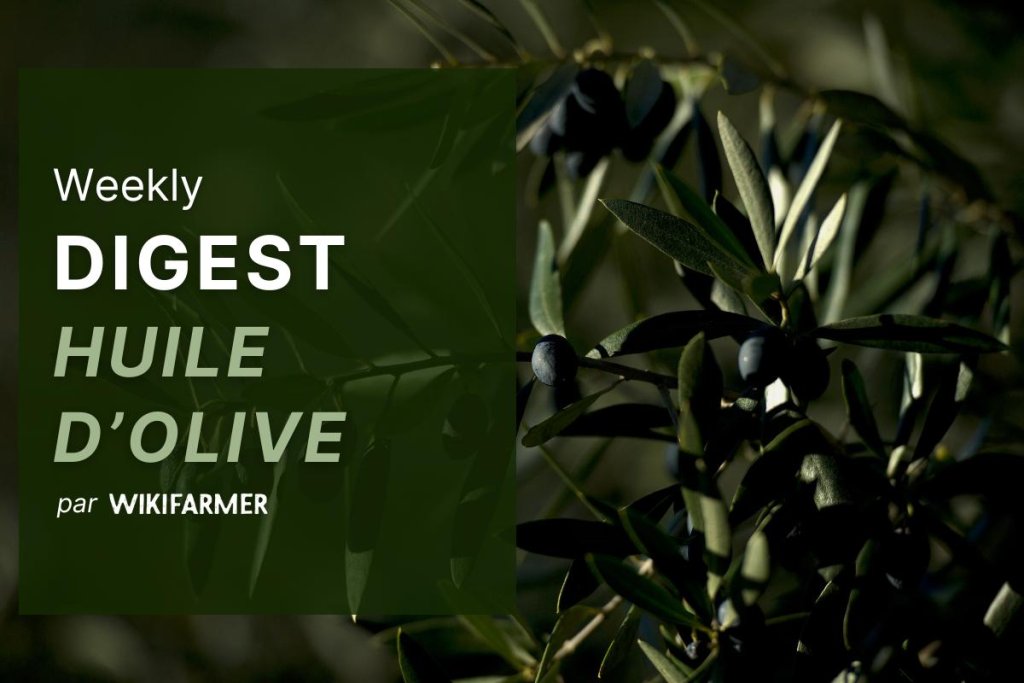Le marché de l'huile d'olive w27/2025