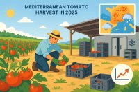 Mediterranean Tomato Harvest 2025: Best Practices, Weather Impacts, and Market Trends for Quality and Profit