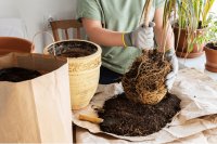 Should you put gravel at the bottom of pots?