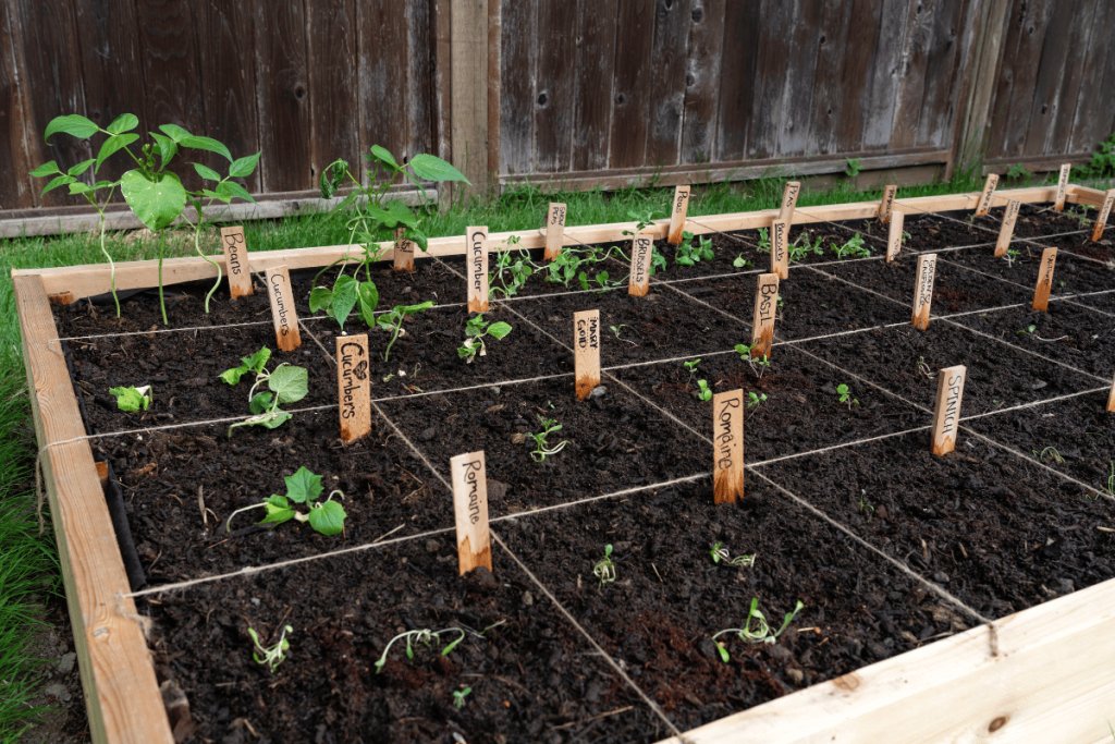 Square foot gardening: Maximize your harvest in minimal space
