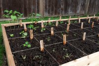 Square foot gardening: Maximize your harvest in minimal space