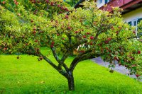 The Best Fruit Plants to Grow: Your Complete Guide to Easy, Productive Backyard Fruit Gardening