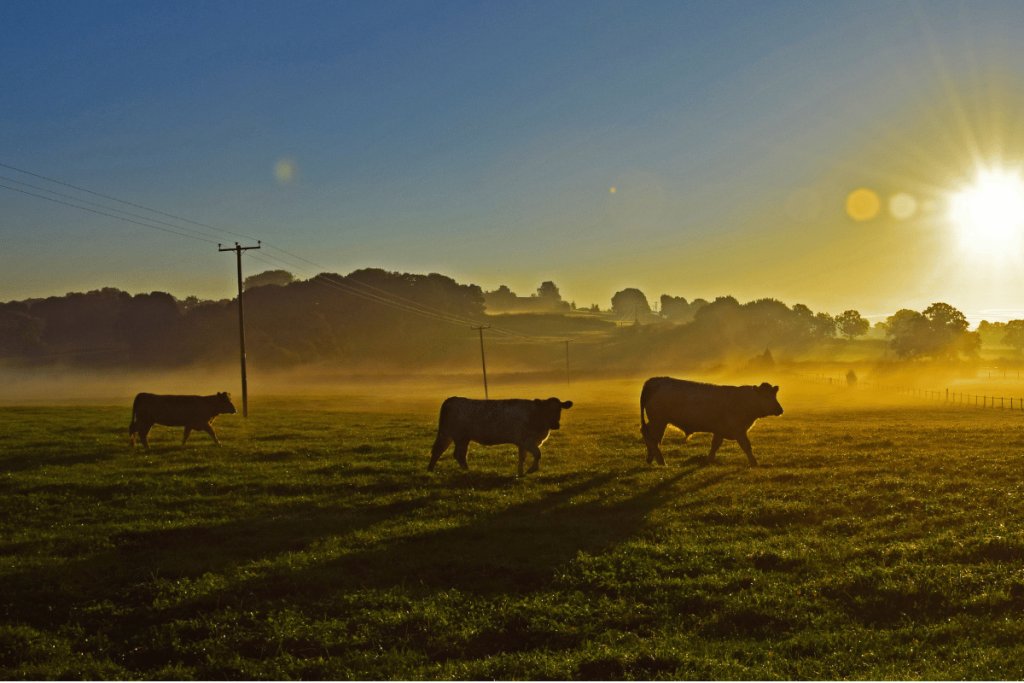 Understanding heat stress in livestock and ways to reduce its impact