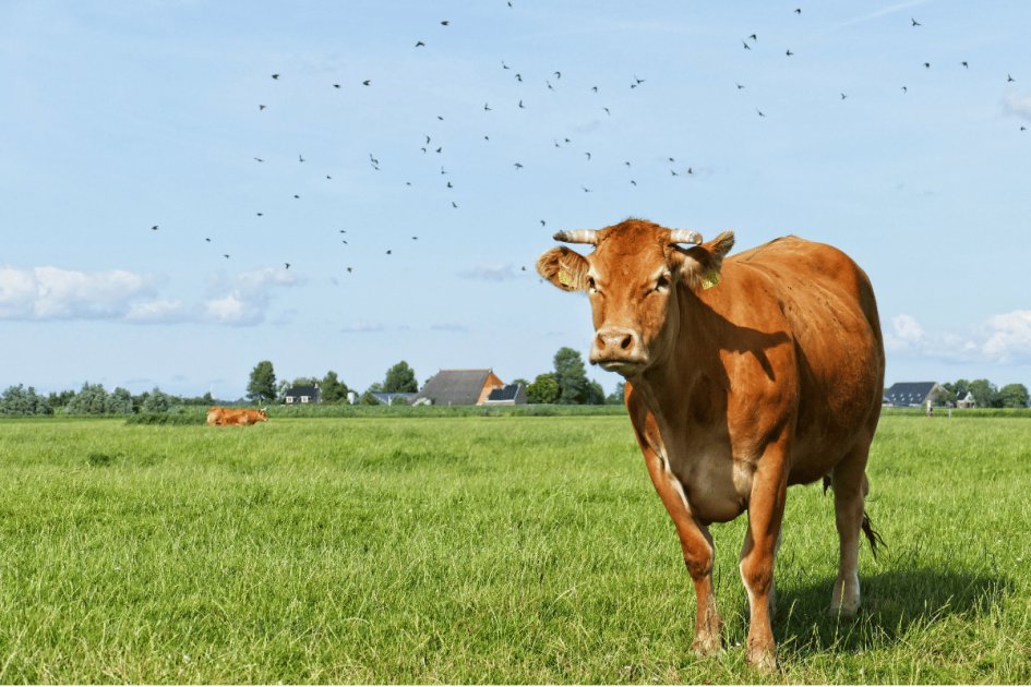 Unlocking the rumen’s secret to healthy livestock | Wikifarmer