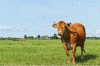 Unlocking the rumen’s secret to healthy livestock