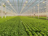 Water Management for Hydroponic Leafy Greens