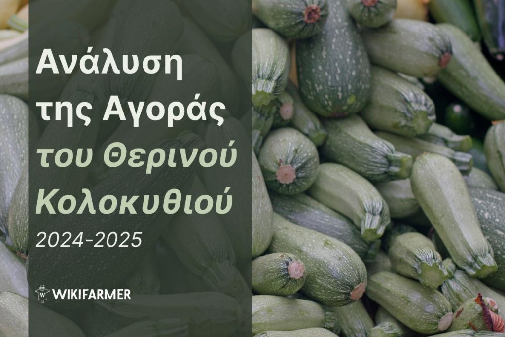Ανάλυση Τιμών της Παγκόσμιας Αγοράς Κολοκυθιού: Πλήρης Μελέτη Τιμών 2024-2025