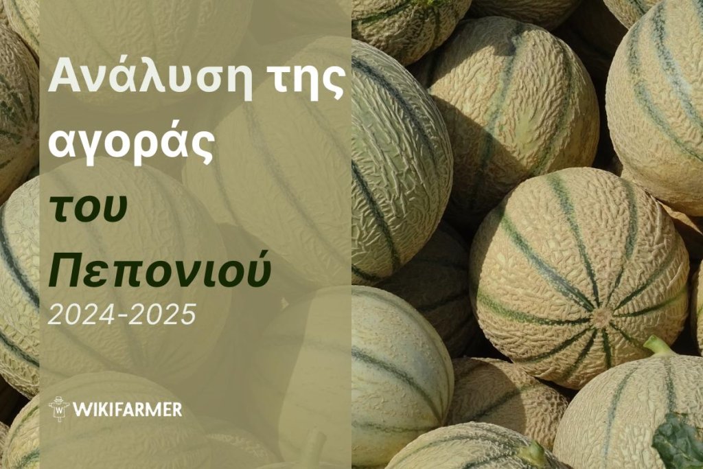 Ανάλυση τιμών της παγκόσμιας αγοράς πεπονιού: Πλήρης μελέτη τιμών 2024-2025