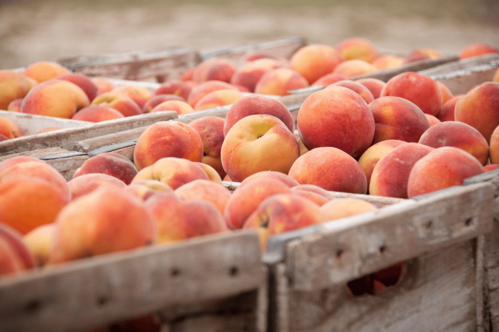 3 Common reasons peaches are rejected: A practical guide for farmers and buyers