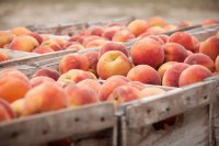 3 Common reasons peaches are rejected: A practical guide for farmers and buyers