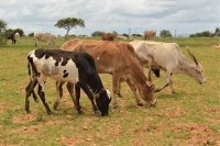 3-NOP: A promising feed additive to reduce methane emissions in cattle
