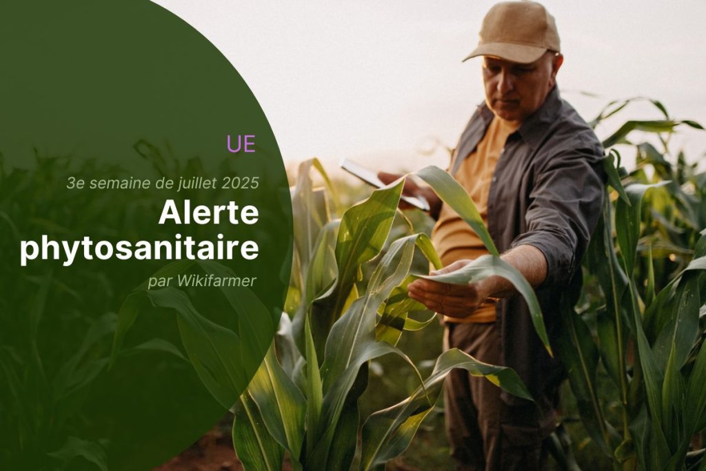 Alertes phytosanitaires de l'UE : 3e semaine de juillet 2025 - Vue d'ensemble pour les agriculteurs