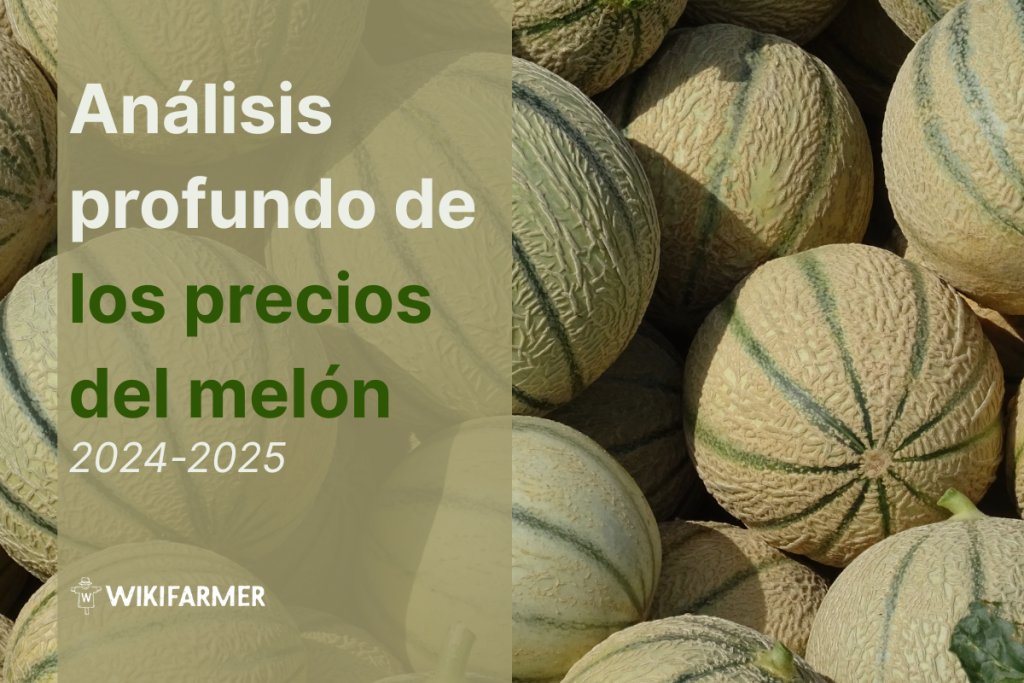 Análisis profundo de los precios del melón: Estudio completo de precios 2024/25