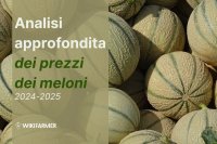 Analisi approfondita dei prezzi dei meloni: studio completo sui prezzi 2024-2025