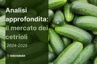 Analisi approfondita: il mercato mondiale dei cetrioli 2024/2025