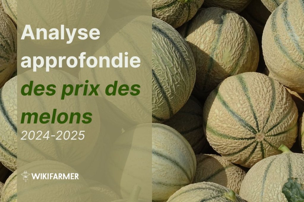 Analyse approfondie des prix des melons : étude complète des prix 2024-2025