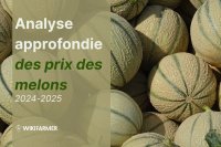Analyse approfondie des prix des melons : étude complète des prix 2024-2025