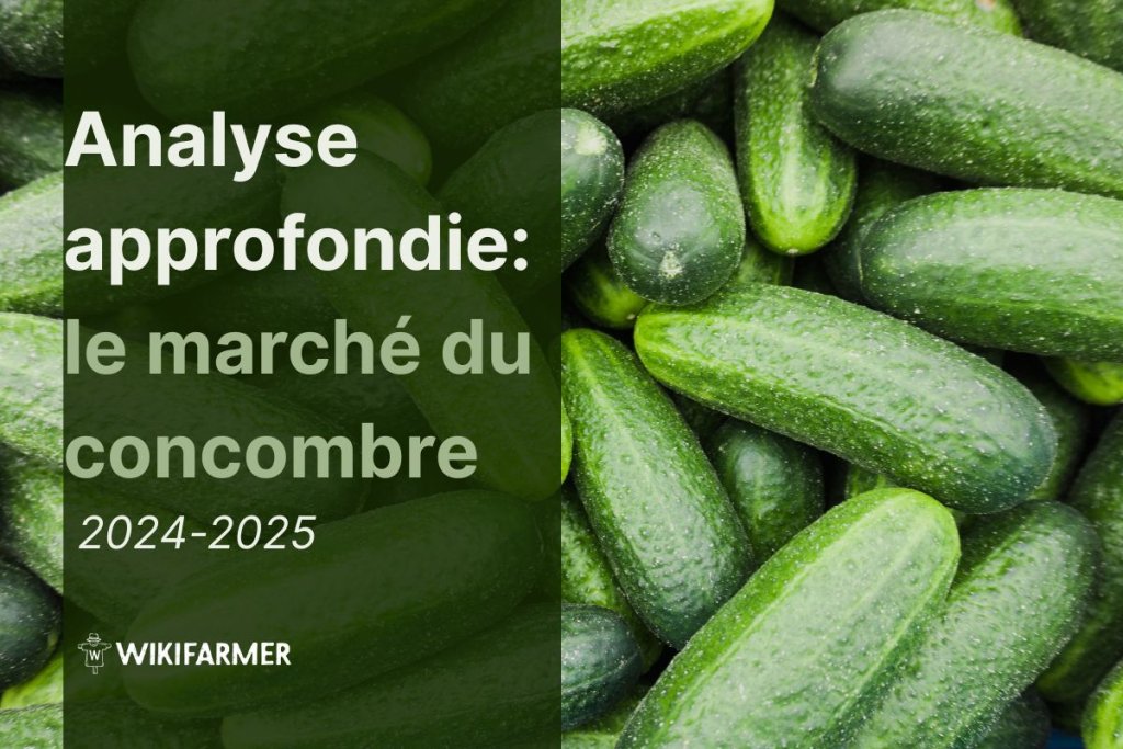 Analyse approfondie : le marché mondial du concombre 2024/2025