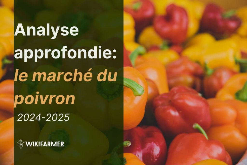Analyse approfondie : le marché mondial du poivron