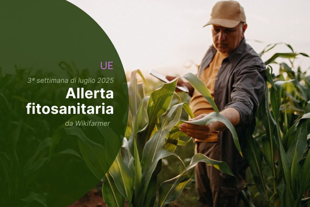 Avvisi fitosanitari dell’UE: 3ª settimana di luglio 2025 - Panoramica per gli agricoltori