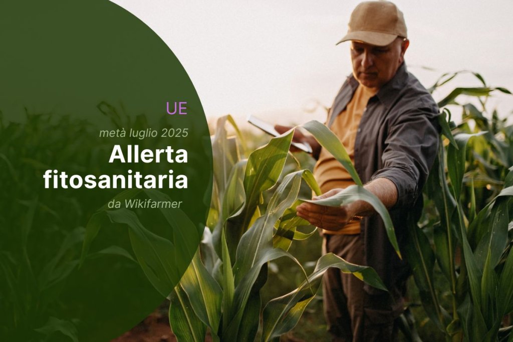 Avvisi fitosanitari dell'UE: metà luglio 2025 - Panoramica per gli agricoltori