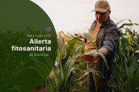 Avvisi fitosanitari dell'UE: metà luglio 2025 - Panoramica per gli agricoltori