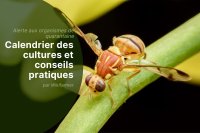 Bactrocera zonata: alerte urgente pour les agriculteurs grecs et de la région méditerranéenne