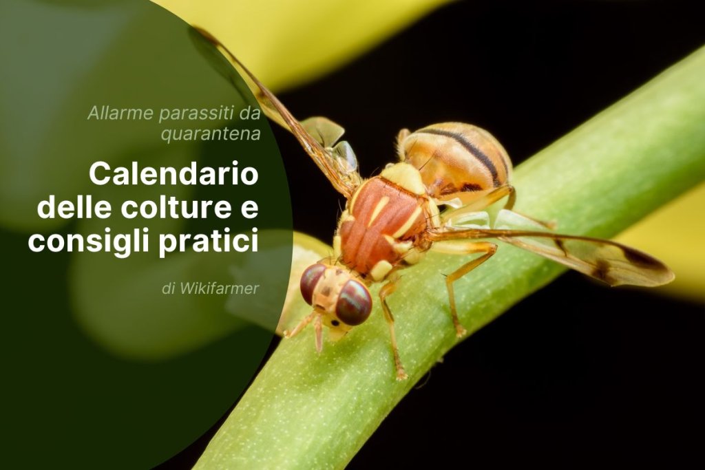 Bactrocera zonata: allerta urgente per gli agricoltori greci e della regione mediterranea