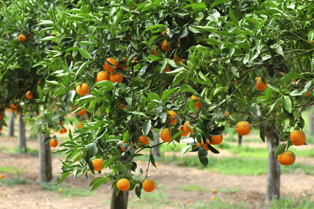 Carbon-negative citrus groves: Simple practices, big impact Carbon-negative citrus groves: Simple practices, big impact