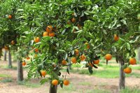 Carbon-negative citrus groves: Simple practices, big impact