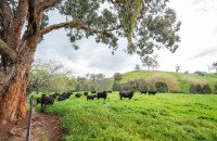 Che cos'è l'agricoltura naturale?