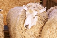 Climate-resilient sheep breeding: Adapting productivity and health to climate change Climate-resilient sheep breeding: Adapting productivity and health to climate change