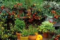 Complete guide to harvesting and storing summer fruits from your garden