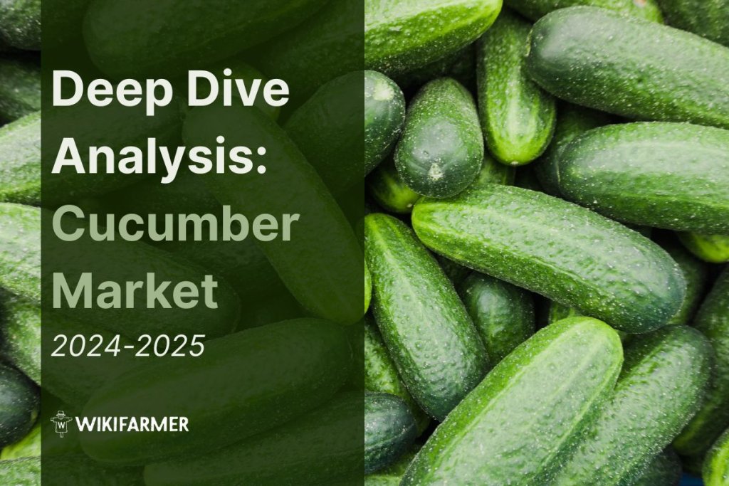 Deep Dive Analysis: Global Cucumber Market 2024/2025