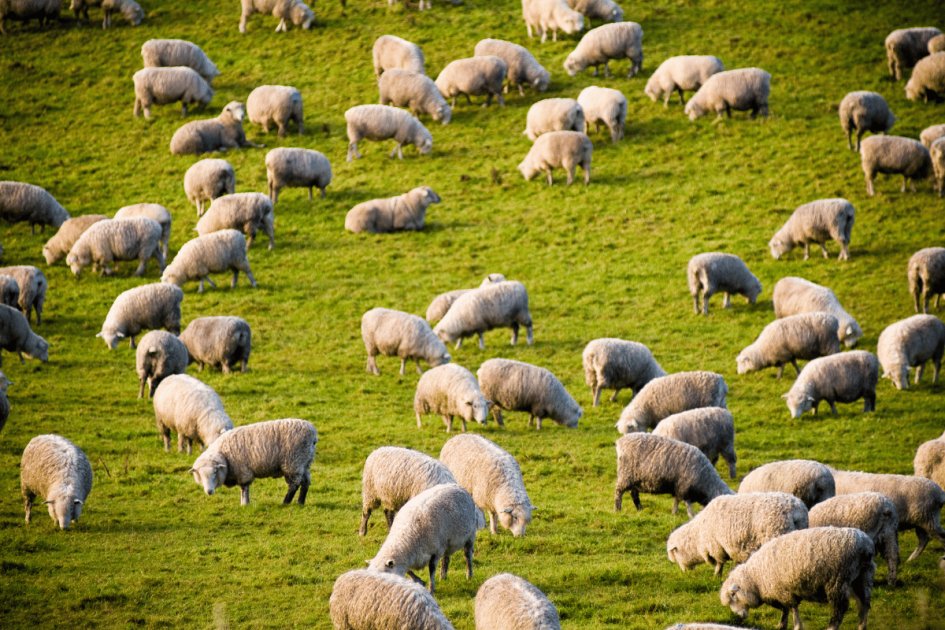 Environmental diseases in sheep farming: Challenges and sustainable ...