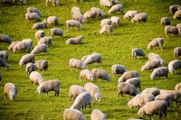 Environmental diseases in sheep farming Challenges and sustainable solutions Environmental diseases in sheep farming: Challenges and sustainable solutions