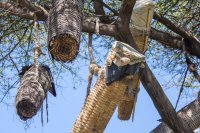 Exploring indigenous beekeeping techniques in Kenya Exploring indigenous beekeeping techniques in Kenya and why they still matter today