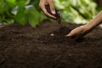 Farming carbon: A new income beneath your feet