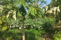 Forest garden in Tanzania: Regenerating land, securing food, and empowering communities