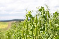 From Soil to Stomach: How Legumes Nourish Land and People