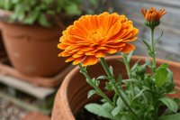 Cultivar caléndulas en macetas