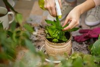 Guide to organic pest and disease control for your plants in the garden and balcony