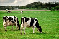 Happy cows perform better: How better welfare boosts dairy productivity