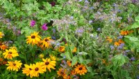 How to create a pollinator-friendly garden: Plants, habitats & small-space tips