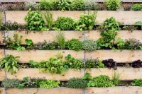 Cómo empezar un jardín vertical: Guía completa para principiantes con poco espacio