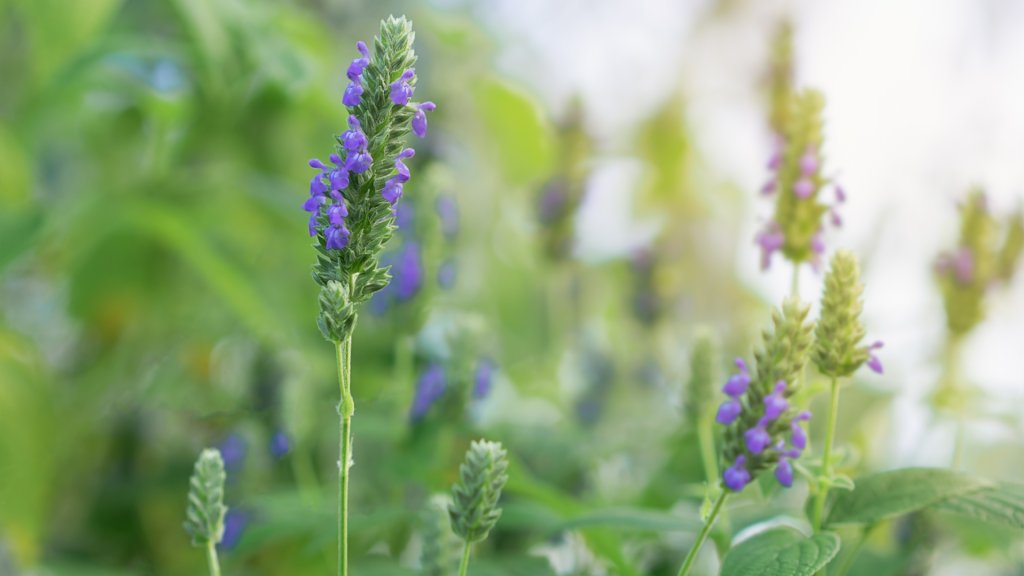 I semi di chia: storia, valori nutrizionali e benefici per la salute